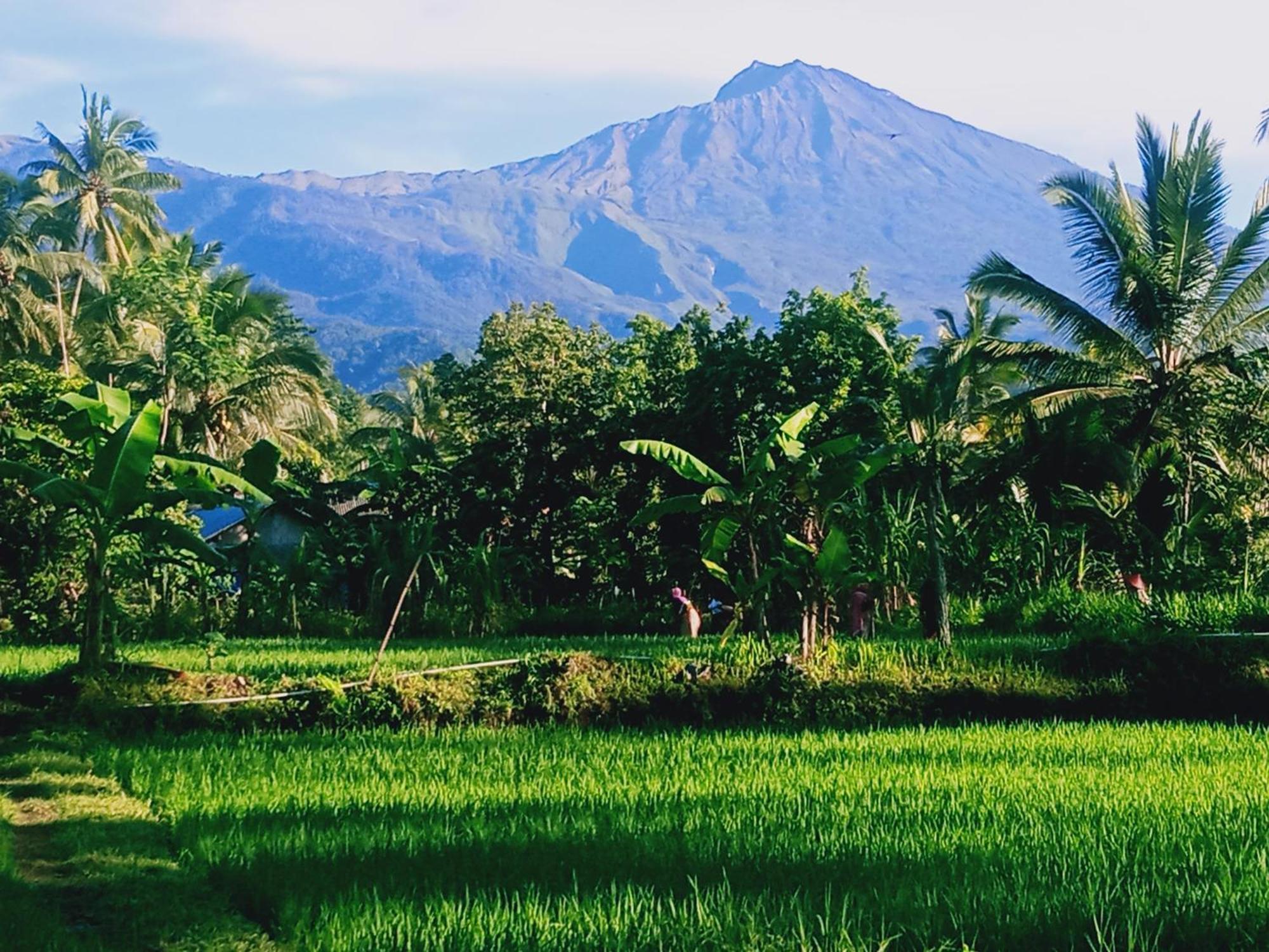 Coconut Homestay Tetebatu Exterior photo